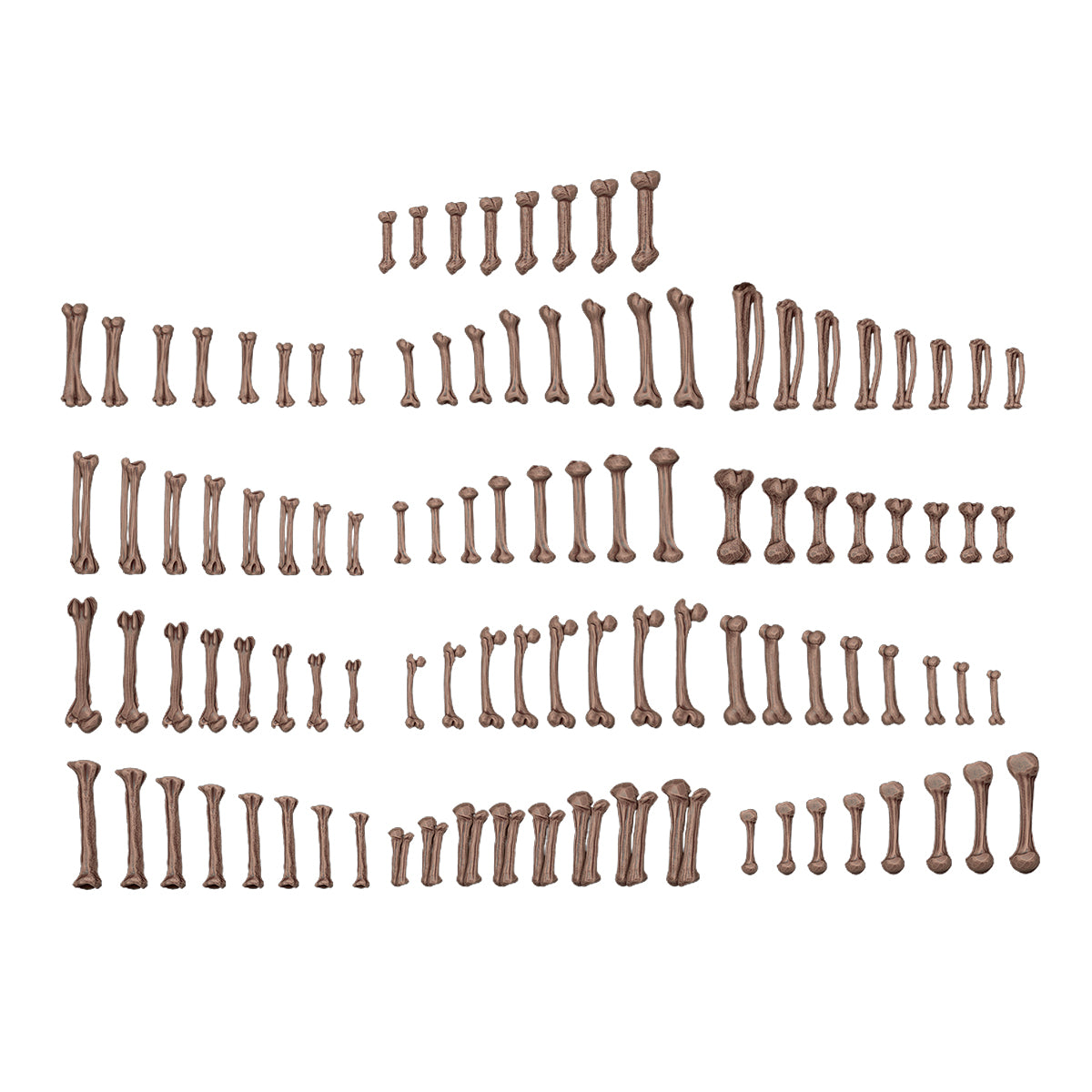 AK Interactive Basing Bits - Human Bones (120 Pieces) AKBIT0013 - detail view 3