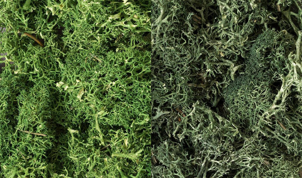 Woodland Scenics Lichen Dark Green Mix 168 