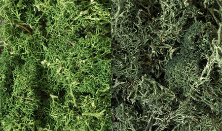 Woodland Scenics Lichen Dark Green Mix 168 